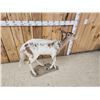Image 5 : Piebald Whitetail Button Buck Full Body Taxidermy Mount