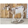 Image 6 : Piebald Whitetail Button Buck Full Body Taxidermy Mount