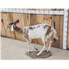 Image 7 : Piebald Whitetail Button Buck Full Body Taxidermy Mount