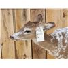 Image 8 : Piebald Whitetail Button Buck Full Body Taxidermy Mount
