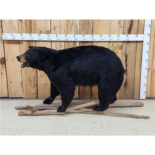 FAT Black Bear Full Body Taxidermy Mount