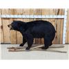 Image 1 : FAT Black Bear Full Body Taxidermy Mount