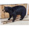 Image 2 : FAT Black Bear Full Body Taxidermy Mount