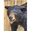 Image 3 : FAT Black Bear Full Body Taxidermy Mount