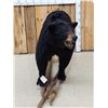 Image 4 : FAT Black Bear Full Body Taxidermy Mount