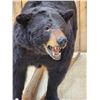 Image 5 : FAT Black Bear Full Body Taxidermy Mount