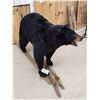 Image 6 : FAT Black Bear Full Body Taxidermy Mount