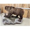 Image 10 : NICE Alaskan Grizzly Bear Full Body Taxidermy Mount