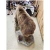 Image 11 : NICE Alaskan Grizzly Bear Full Body Taxidermy Mount