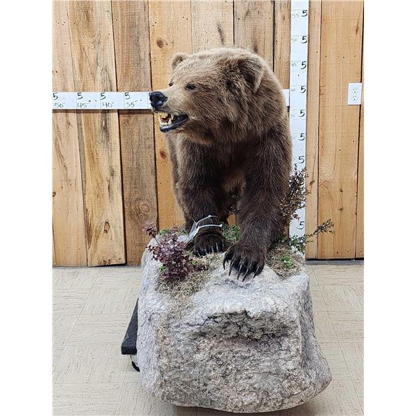 NICE Alaskan Grizzly Bear Full Body Taxidermy Mount