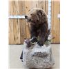 Image 1 : NICE Alaskan Grizzly Bear Full Body Taxidermy Mount