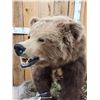Image 2 : NICE Alaskan Grizzly Bear Full Body Taxidermy Mount