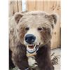 Image 3 : NICE Alaskan Grizzly Bear Full Body Taxidermy Mount