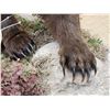 Image 4 : NICE Alaskan Grizzly Bear Full Body Taxidermy Mount