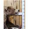 Image 5 : NICE Alaskan Grizzly Bear Full Body Taxidermy Mount