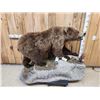 Image 6 : NICE Alaskan Grizzly Bear Full Body Taxidermy Mount