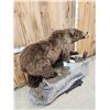 Image 7 : NICE Alaskan Grizzly Bear Full Body Taxidermy Mount