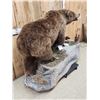 Image 8 : NICE Alaskan Grizzly Bear Full Body Taxidermy Mount