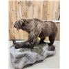 Image 9 : NICE Alaskan Grizzly Bear Full Body Taxidermy Mount