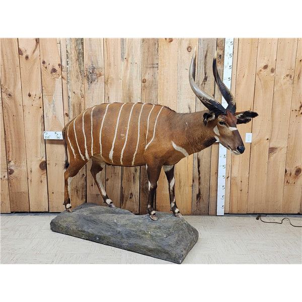 African Bongo Antelope Full Body Taxidermy Mount
