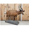 Image 1 : African Bongo Antelope Full Body Taxidermy Mount