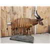 Image 2 : African Bongo Antelope Full Body Taxidermy Mount