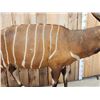 Image 3 : African Bongo Antelope Full Body Taxidermy Mount