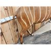 Image 4 : African Bongo Antelope Full Body Taxidermy Mount