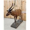 Image 6 : African Bongo Antelope Full Body Taxidermy Mount