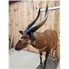 Image 7 : African Bongo Antelope Full Body Taxidermy Mount