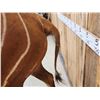 Image 9 : African Bongo Antelope Full Body Taxidermy Mount