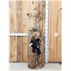 Image 1 : Black Bear In A Hollow Log Taxidermy Mount