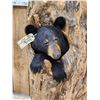 Image 2 : Black Bear In A Hollow Log Taxidermy Mount