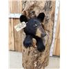 Image 3 : Black Bear In A Hollow Log Taxidermy Mount