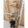 Image 5 : Black Bear In A Hollow Log Taxidermy Mount