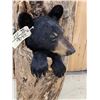 Image 7 : Black Bear In A Hollow Log Taxidermy Mount