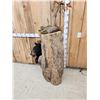 Image 8 : Black Bear In A Hollow Log Taxidermy Mount