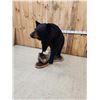 Image 10 : Extra Nice Black Bear Full Body Taxidermy Mount