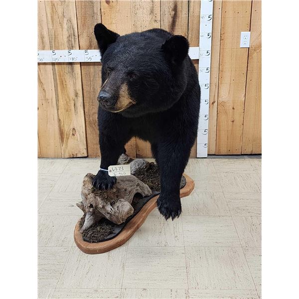 Extra Nice Black Bear Full Body Taxidermy Mount