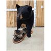 Image 1 : Extra Nice Black Bear Full Body Taxidermy Mount