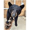 Image 2 : Extra Nice Black Bear Full Body Taxidermy Mount