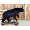Image 3 : Extra Nice Black Bear Full Body Taxidermy Mount