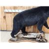 Image 4 : Extra Nice Black Bear Full Body Taxidermy Mount