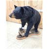Image 5 : Extra Nice Black Bear Full Body Taxidermy Mount
