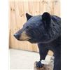 Image 6 : Extra Nice Black Bear Full Body Taxidermy Mount