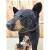 Image 7 : Extra Nice Black Bear Full Body Taxidermy Mount