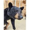 Image 8 : Extra Nice Black Bear Full Body Taxidermy Mount