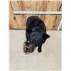 Image 9 : Extra Nice Black Bear Full Body Taxidermy Mount