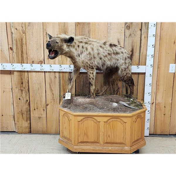 African Hyena Full Body Taxidermy Mount
