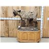 Image 1 : African Hyena Full Body Taxidermy Mount